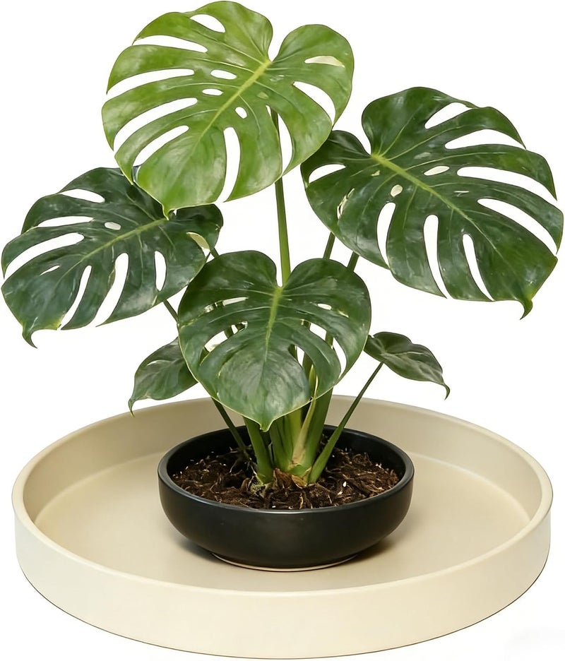 Afrine Plant Saucer, Plant Saucers - Image 5