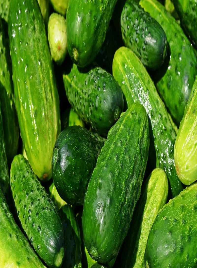 GGOOT Ultra-Compact Cucumber Plant Seeds  - Ideal for Container Gardens and Patio Gardens – Heirloom Seeds |  | - Image 1