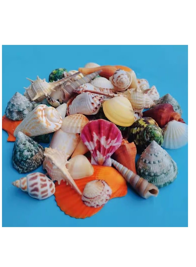 الواحة-TH 35 قطعة من أصداف البحر الطبيعية متوسطة الحجم، مختلطة للحرف اليدوية، محارة طبيعية لتزيين حوض السمك، حشو مزهرية ديكور المنزل، حفلة بطابع الشاطئ 2-8 سم - Image 1