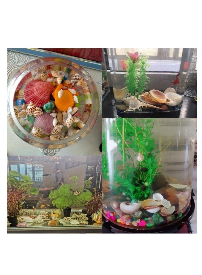 الواحة-TH 35 قطعة من أصداف البحر الطبيعية متوسطة الحجم، مختلطة للحرف اليدوية، محارة طبيعية لتزيين حوض السمك، حشو مزهرية ديكور المنزل، حفلة بطابع الشاطئ 2-8 سم - Image 2