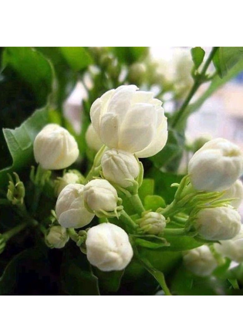 Generic Seeds for Planting,100Pcs/Bag Jasmine Seeds Fragrant Landscaping Decor White Bloom Aromatic Flower Seedlings for Garden - Arabian Jasmine Seeds  - Image 1