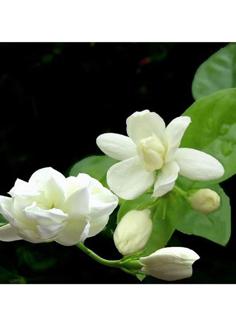 Generic Seeds for Planting,100Pcs/Bag Jasmine Seeds Fragrant Landscaping Decor White Bloom Aromatic Flower Seedlings for Garden - Arabian Jasmine Seeds  - Image 3