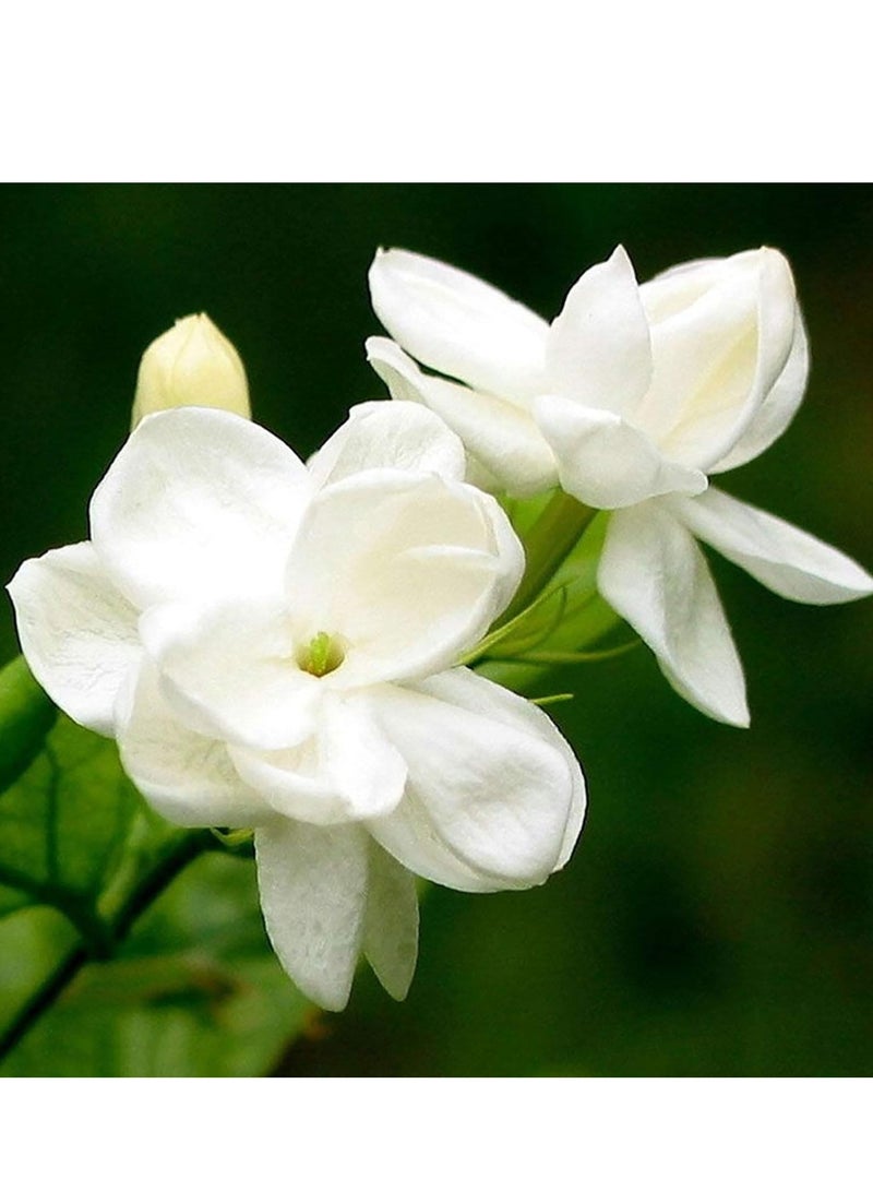 Generic Seeds for Planting,100Pcs/Bag Jasmine Seeds Fragrant Landscaping Decor White Bloom Aromatic Flower Seedlings for Garden - Arabian Jasmine Seeds  - Image 2