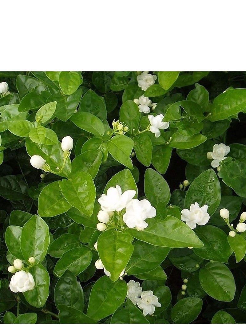 Generic Seeds for Planting,100Pcs/Bag Jasmine Seeds Fragrant Landscaping Decor White Bloom Aromatic Flower Seedlings for Garden - Arabian Jasmine Seeds  - Image 4