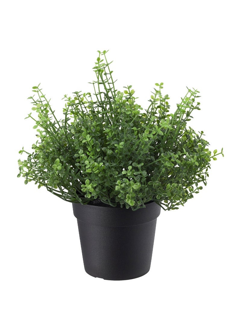 Generic Artificial potted plant in/outdoor Baby’s tears 9 cm 