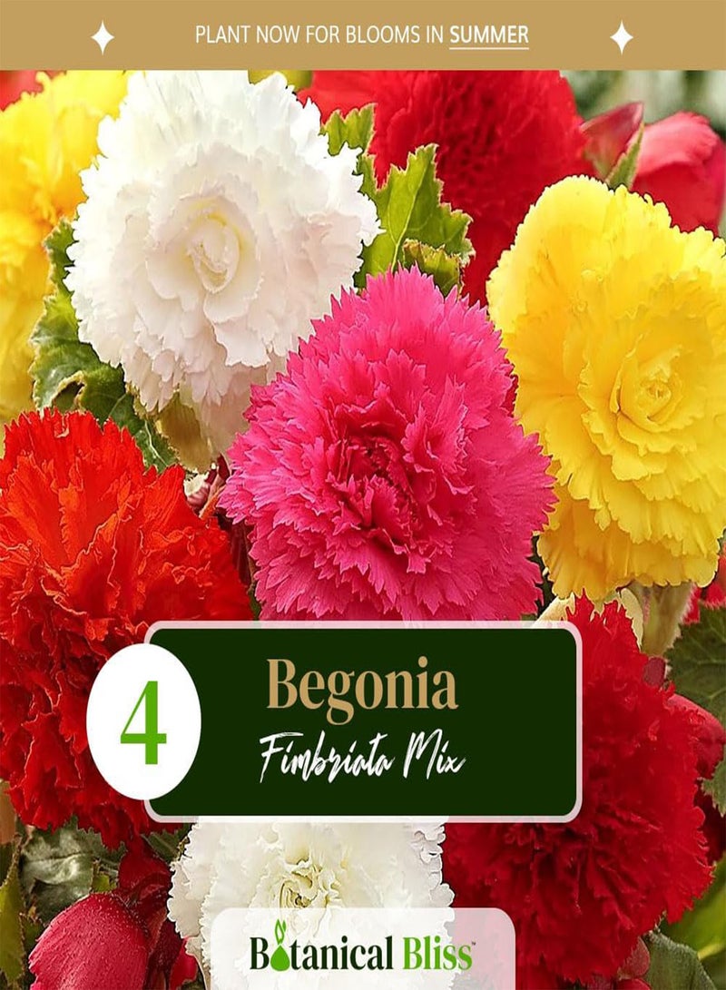 GGOOT 4 Begonia Fimbriata Mix \u2013 Stunning Frilled Blooms in Vibrant Colours \u2013 Double-Flowering Carnation Varieties \u2013 Perfect for a Long-Lasting Summer Garden Display, Tailored for UK Climate - Image 2