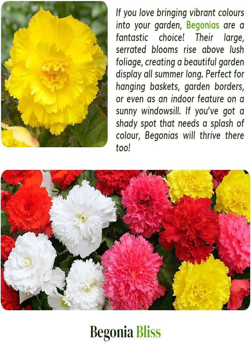 GGOOT 4 Begonia Fimbriata Mix \u2013 Stunning Frilled Blooms in Vibrant Colours \u2013 Double-Flowering Carnation Varieties \u2013 Perfect for a Long-Lasting Summer Garden Display, Tailored for UK Climate - Image 5