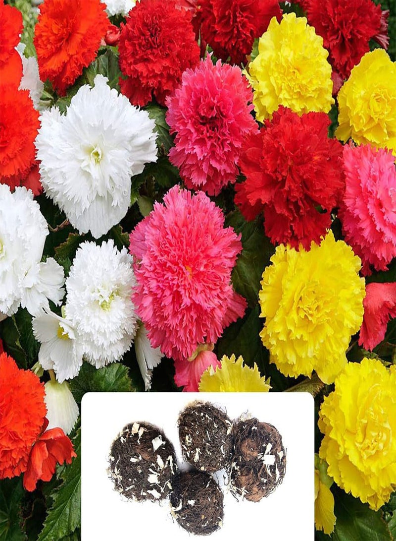 GGOOT 4 Begonia Fimbriata Mix \u2013 Stunning Frilled Blooms in Vibrant Colours \u2013 Double-Flowering Carnation Varieties \u2013 Perfect for a Long-Lasting Summer Garden Display, Tailored for UK Climate - Image 1