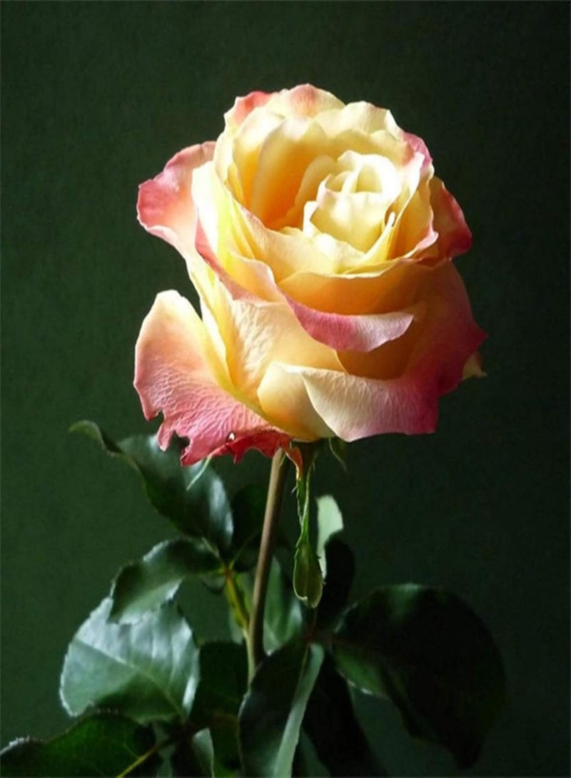 GGOOT 100Pcs Fire Ice Rose Flower Seeds for Planting, Garden Balcony Patio Office Bonsai Plant Decor Easy to Plant,Gardening,Home Decor - Rose Seeds - Image 3