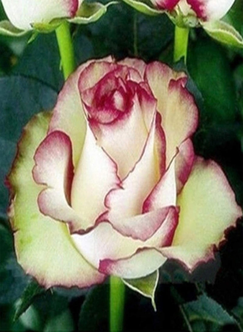 GGOOT 100Pcs Fire Ice Rose Flower Seeds for Planting, Garden Balcony Patio Office Bonsai Plant Decor Easy to Plant,Gardening,Home Decor - Rose Seeds - Image 4