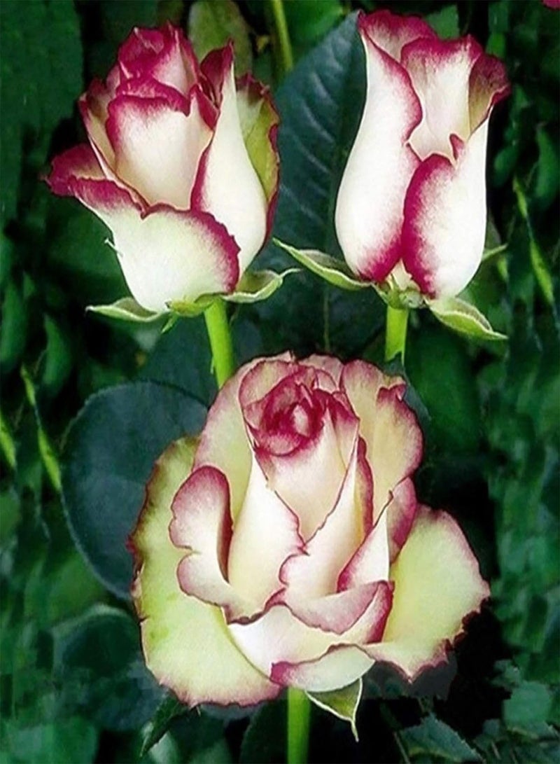 GGOOT 100Pcs Fire Ice Rose Flower Seeds for Planting, Garden Balcony Patio Office Bonsai Plant Decor Easy to Plant,Gardening,Home Decor - Rose Seeds - Image 1