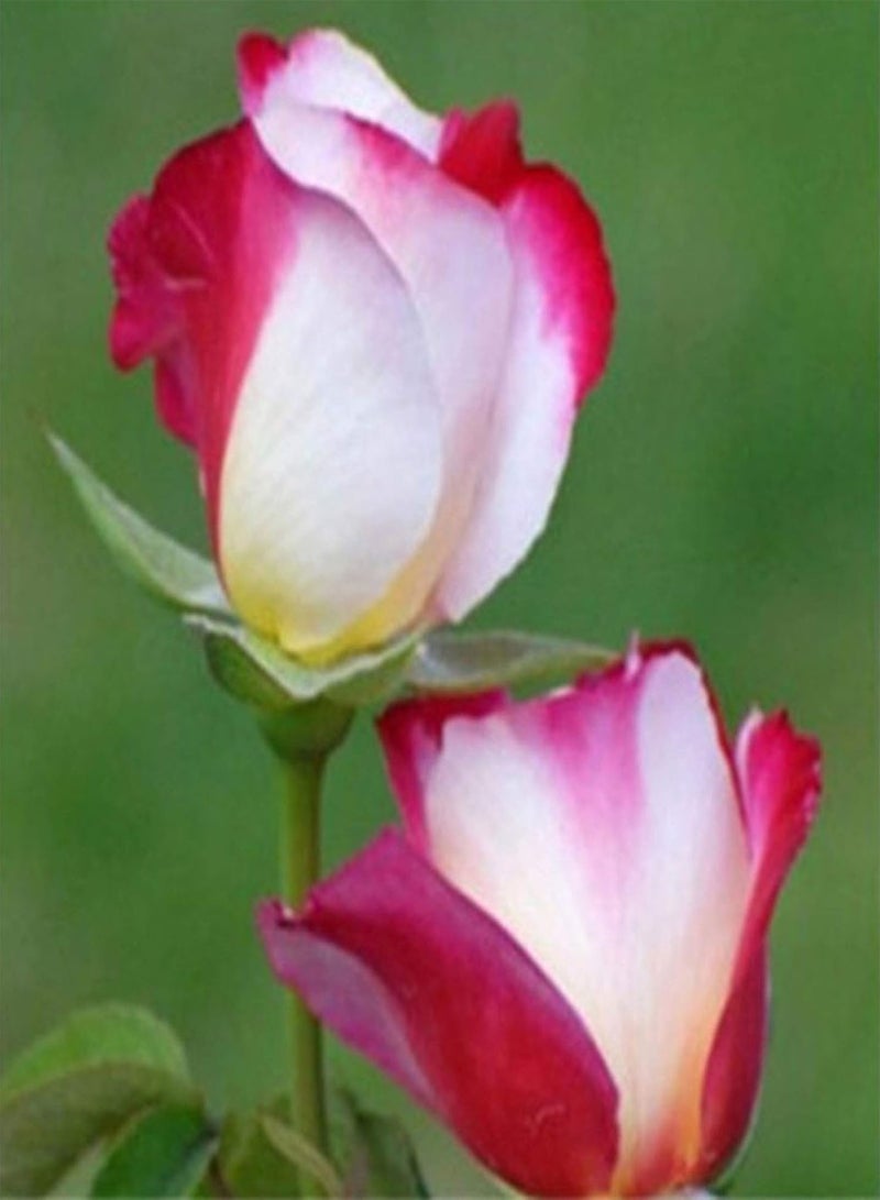 GGOOT 100Pcs Fire Ice Rose Flower Seeds for Planting, Garden Balcony Patio Office Bonsai Plant Decor Easy to Plant,Gardening,Home Decor - Rose Seeds - Image 5