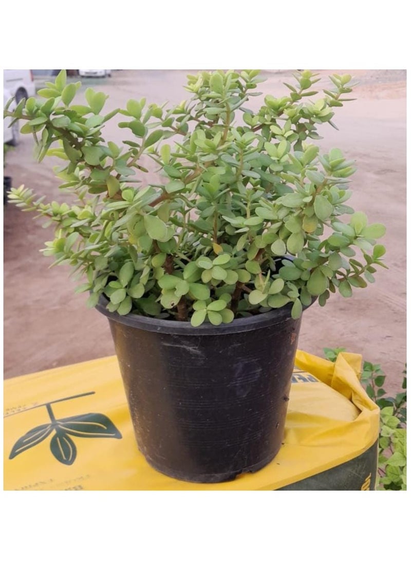 Crassula (Jade Plant) 10–15 CM | Fresh Live Indoor Plant | Available in Multiple Varieties | Easy-Care Succulent