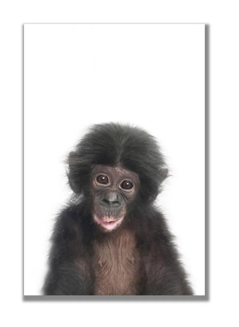 Drawdeck Baby Monkey