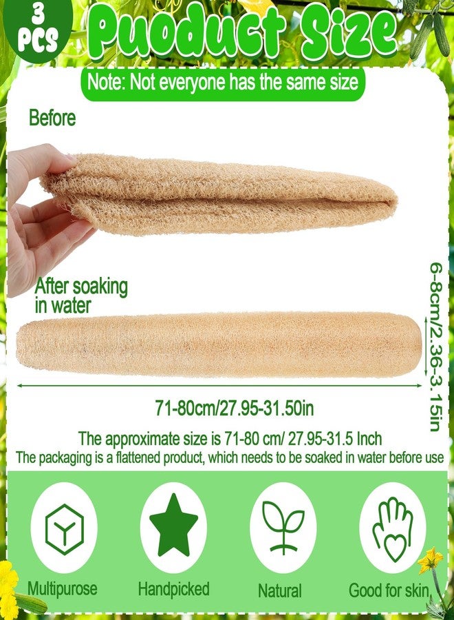 ZhouBoat 3 PCS Large Natural Loofah Sponge Organic Exfoliating Scrubber for Shower Bath Body Dish Cleaning for Men Women - Image 2