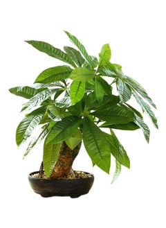 Generic Artificial Plants Bonsai Simulation Plastic Green Plants Wealth Tree 43cm Suitable for Indoor Home Decoration, Office Living Room, Hotel Outdoor Greening (with Flower Pots)  - Image 1