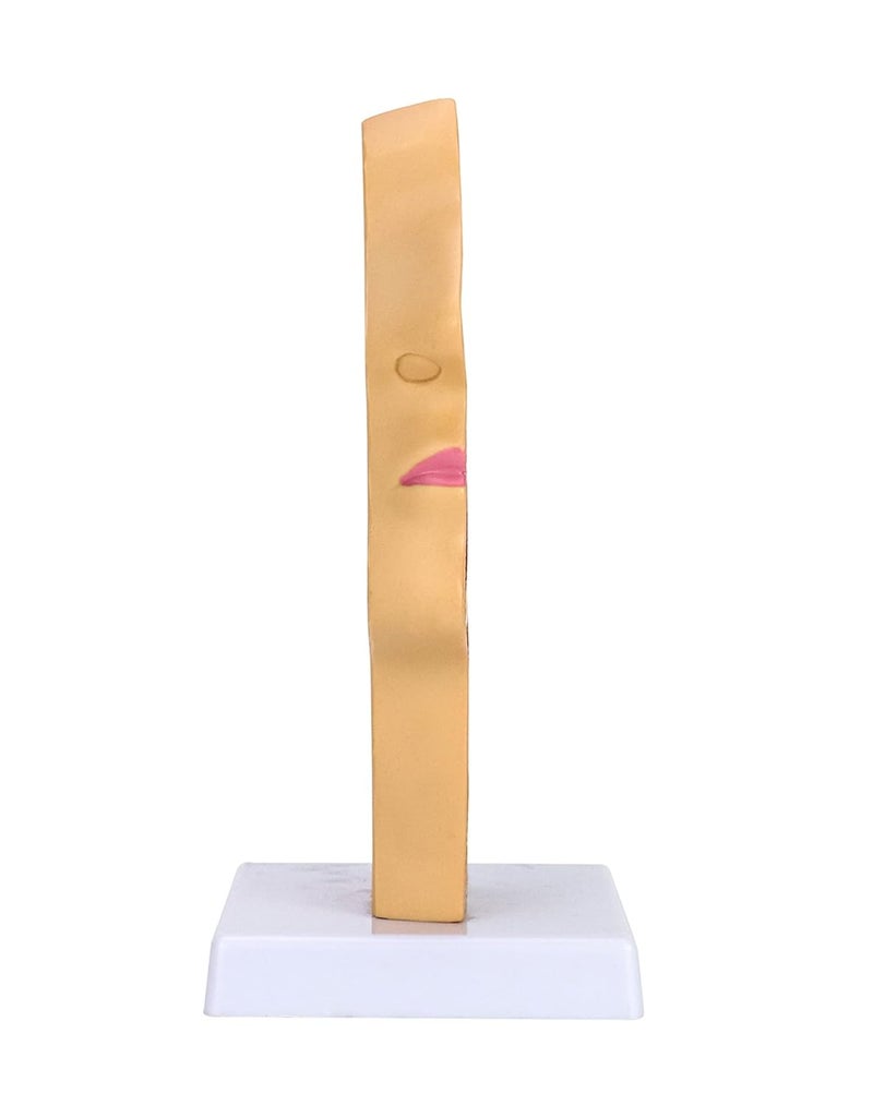 woobles Human Nasal Cavity Throat Anatomy Medical Model, Anatomical Pharynx Larynx Model, 1:1 Lifesize Human Nasal Oral Cavity for Medical Students Study Display Teaching Science Model - Image 4