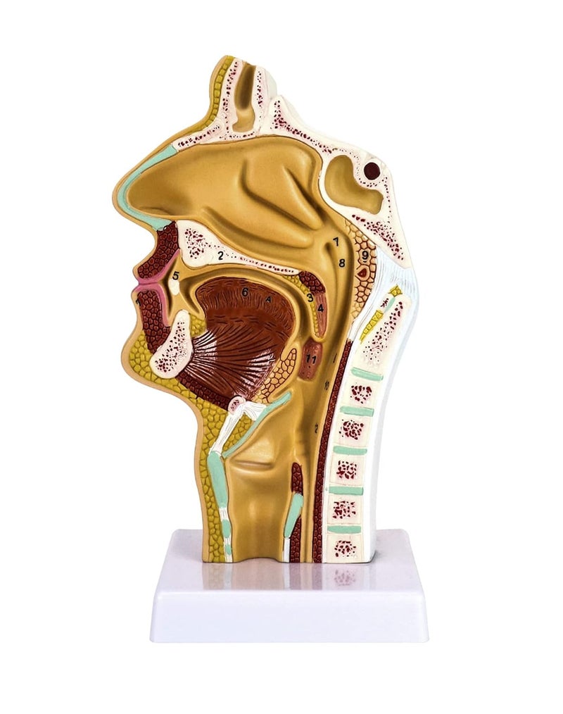 woobles Human Nasal Cavity Throat Anatomy Medical Model, Anatomical Pharynx Larynx Model, 1:1 Lifesize Human Nasal Oral Cavity for Medical Students Study Display Teaching Science Model - Image 1