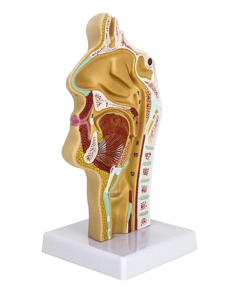 woobles Human Nasal Cavity Throat Anatomy Medical Model, Anatomical Pharynx Larynx Model, 1:1 Lifesize Human Nasal Oral Cavity for Medical Students Study Display Teaching Science Model - Image 2