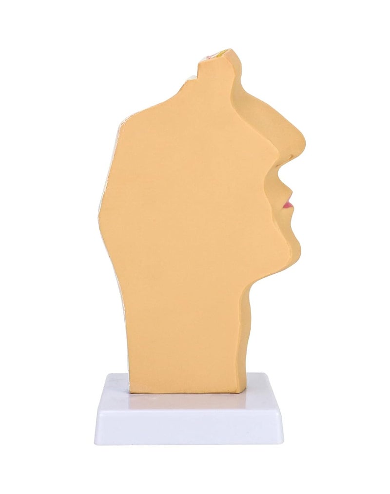 woobles Human Nasal Cavity Throat Anatomy Medical Model, Anatomical Pharynx Larynx Model, 1:1 Lifesize Human Nasal Oral Cavity for Medical Students Study Display Teaching Science Model - Image 3