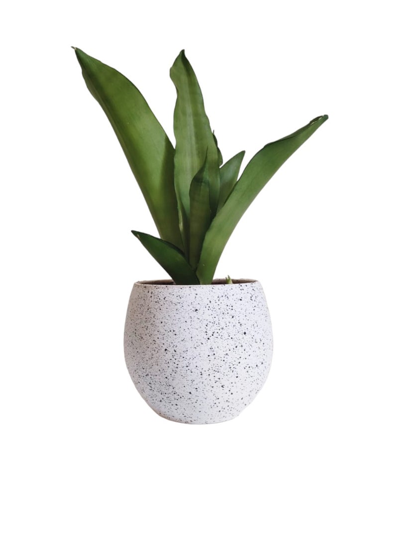 Shatla Shop نبات سانسيفيريا فضي مع وعاء تيرازو أبيض - Image 1