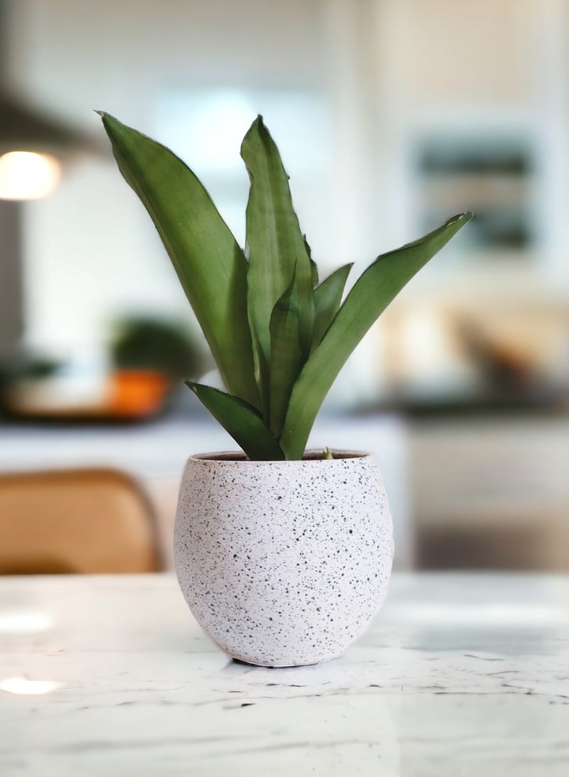 Shatla Shop نبات سانسيفيريا فضي مع وعاء تيرازو أبيض - Image 2
