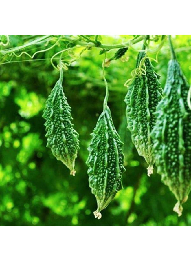 Bitter Gourd F1 Santur Vegetable Seeds