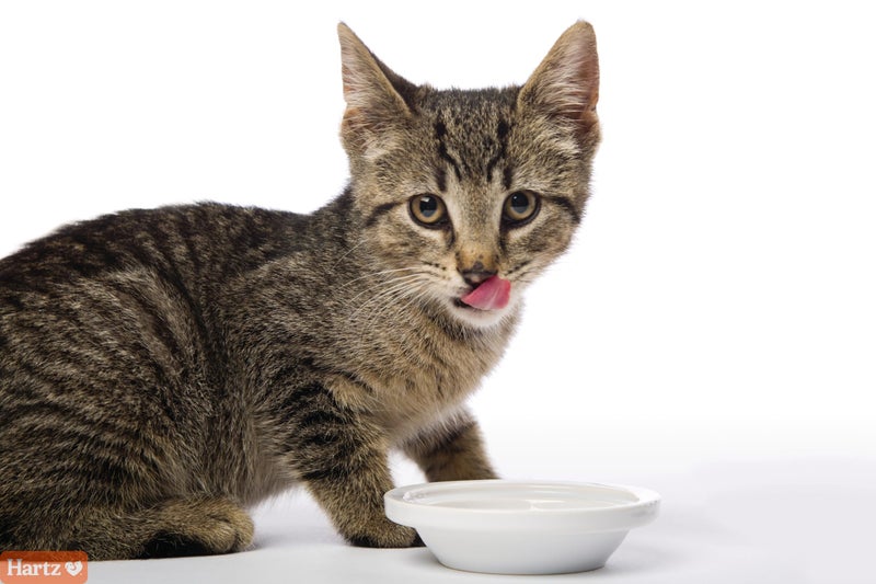 Hartz Hairball Remedy Plus Salmon Flavored Paste for Cats and Kittens, 2.5 Ounce - Image 3