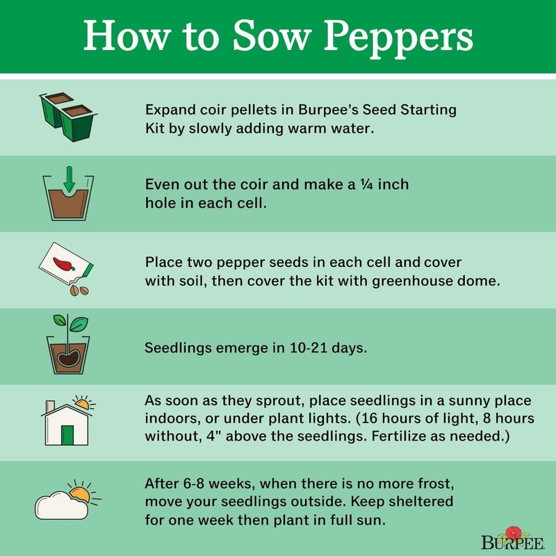 Burpee Born to be Mild Hot Pepper Seeds 20 seeds - Image 4