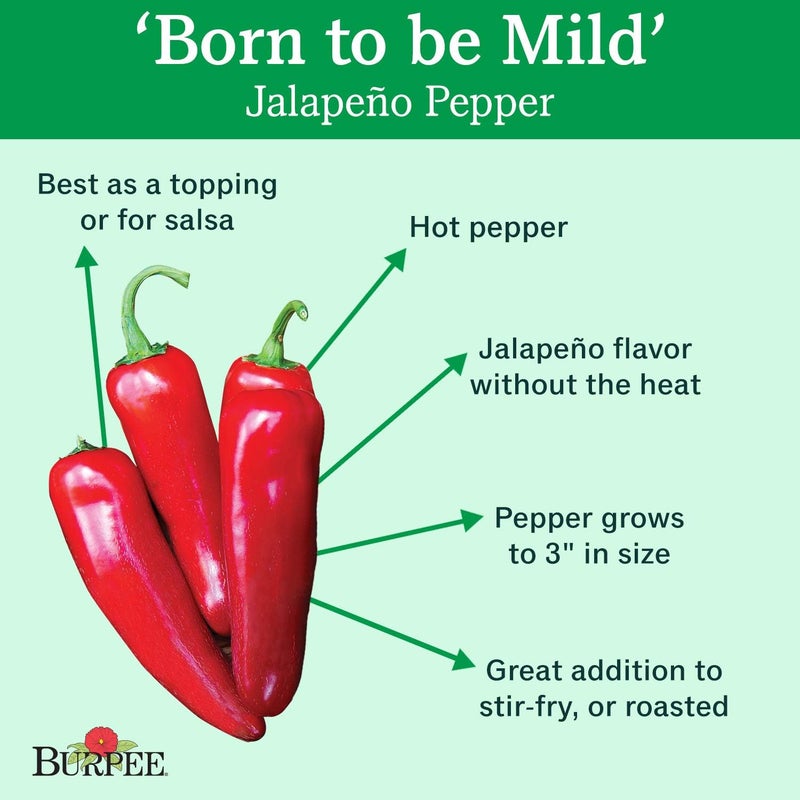 Burpee Born to be Mild Hot Pepper Seeds 20 seeds - Image 2