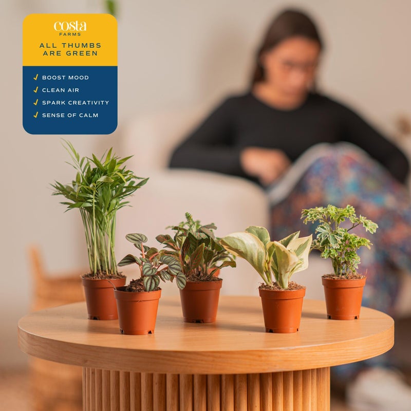 Costa Farms Live Mini Indoor Plants in Plastic Pots, Easy to Maintain, Air Purifying Houseplants, Home, Room, or Office Decor, House Warming or Birthday Gift, 4-6 Inches Tall, Pack of 6 - Image 5