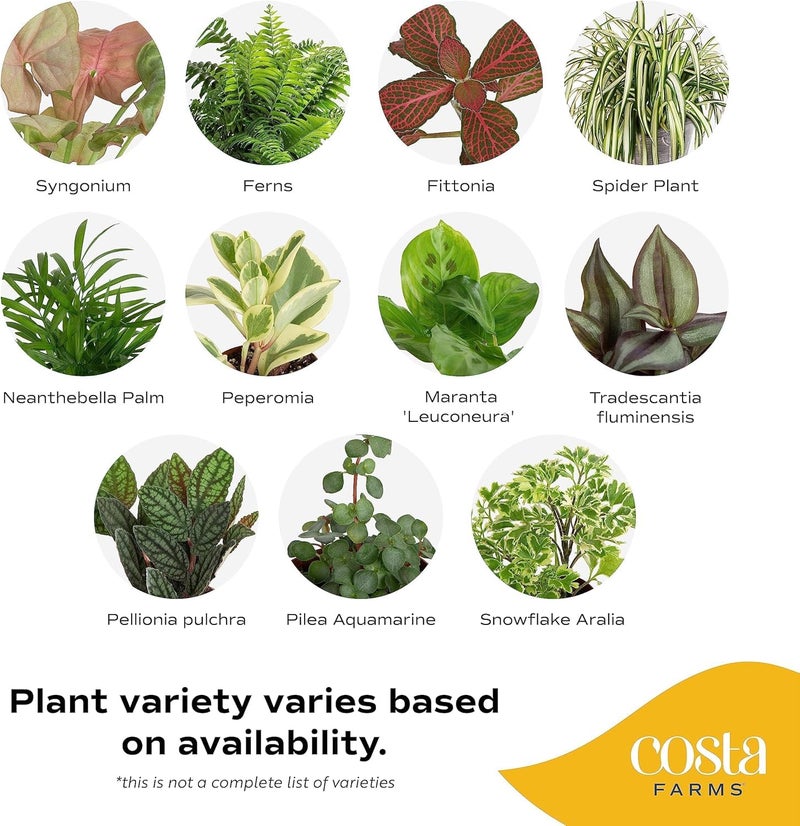 Costa Farms Live Mini Indoor Plants in Plastic Pots, Easy to Maintain, Air Purifying Houseplants, Home, Room, or Office Decor, House Warming or Birthday Gift, 4-6 Inches Tall, Pack of 6 - Image 3