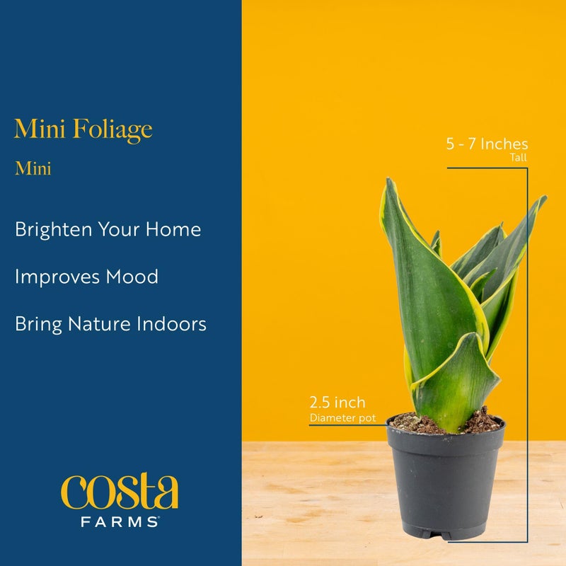 Costa Farms Live Mini Indoor Plants in Plastic Pots, Easy to Maintain, Air Purifying Houseplants, Home, Room, or Office Decor, House Warming or Birthday Gift, 4-6 Inches Tall, Pack of 6 - Image 4