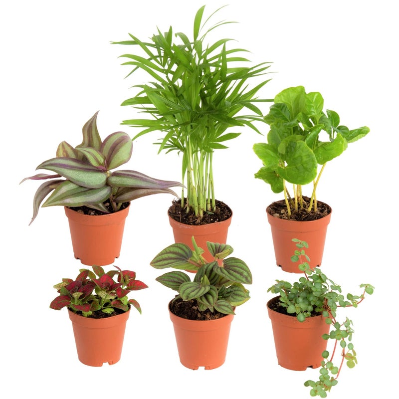 Costa Farms Live Mini Indoor Plants in Plastic Pots, Easy to Maintain, Air Purifying Houseplants, Home, Room, or Office Decor, House Warming or Birthday Gift, 4-6 Inches Tall, Pack of 6 - Image 1