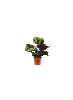 DUBAI GARDEN CENTRE Dubai Garden Centre Calathea Mix Indoor Plant, Green  - Image 1