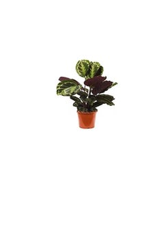 DUBAI GARDEN CENTRE Dubai Garden Centre Calathea Mix Indoor Plant, Green  - Image 3