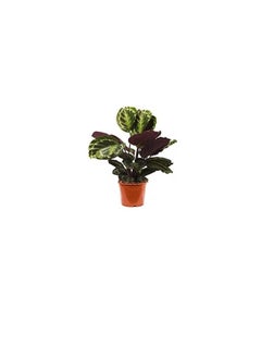 DUBAI GARDEN CENTRE Dubai Garden Centre Calathea Mix Indoor Plant, Green  - Image 2