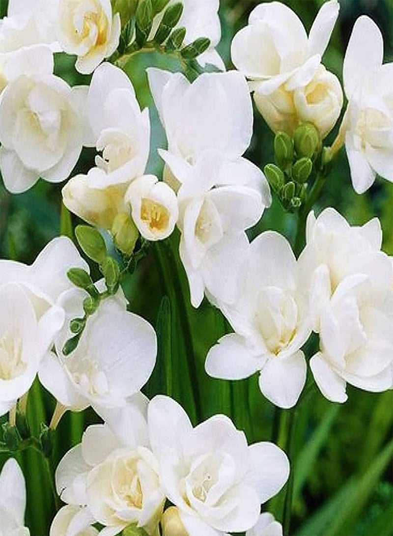 GGOOT 10pcs White Freesia Seeds Loved by Gardeners Elderly Children for Indoor Viewing Bring Sense of Accomplishment DIY Garden Craft Art Decoration Natural Growth - Image 2