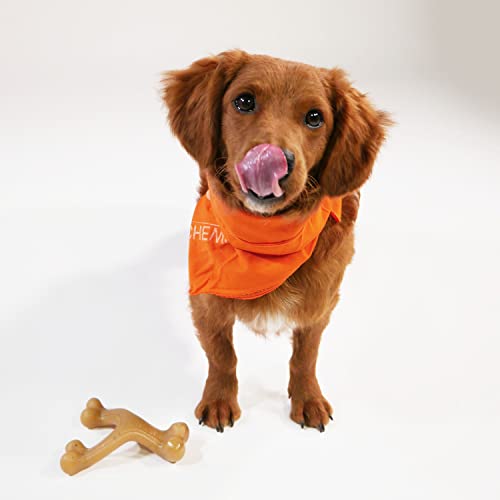 Nylabone Gourmet Style Wishbone Strong Chew Toy for Dogs, Chicken Flavor, Small - Up to 25 lbs, 1 Count - Image 3