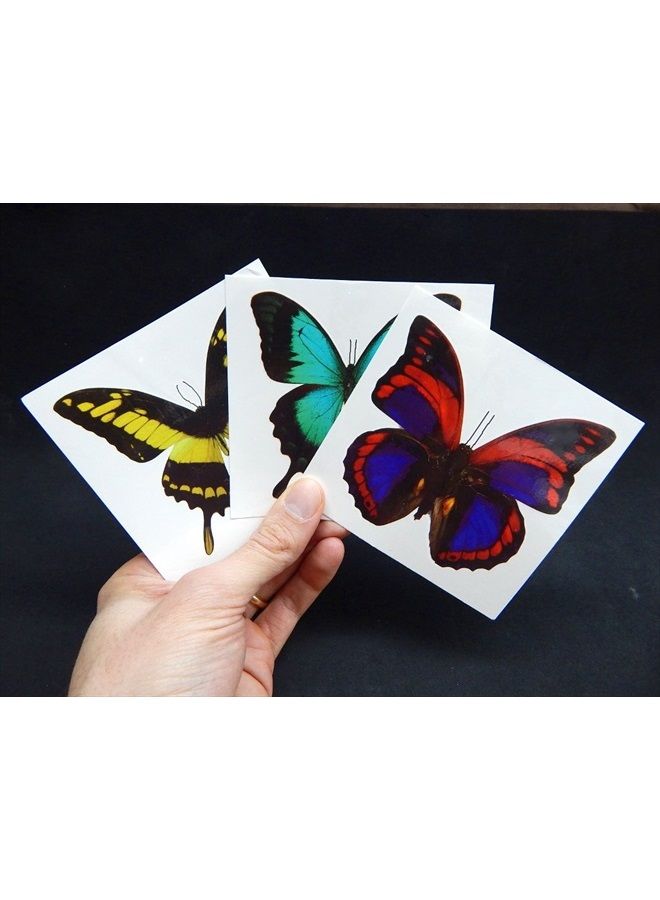 Butterfly Utopia تاتو مؤقت فراشة كبير من باترفلاي يوتوبيا (12 ورقة) - Image 4