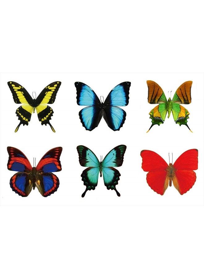 Butterfly Utopia تاتو مؤقت فراشة كبير من باترفلاي يوتوبيا (12 ورقة) - Image 1