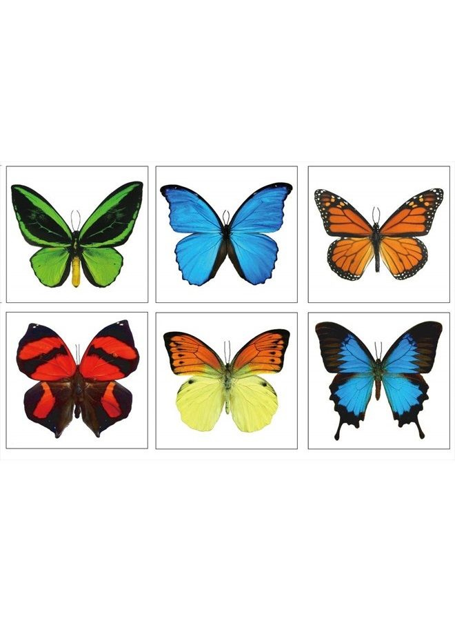 Butterfly Utopia تاتو مؤقت فراشة كبير من باترفلاي يوتوبيا (12 ورقة) - Image 2