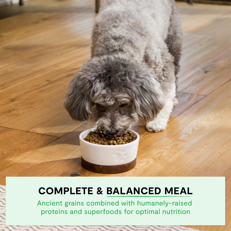 Open Farm, Ancient Grains Dry Dog Food for Small Breeds, Protein-Rich & Nutrient Dense, 90% Animal Protein with Non-GMO Fruits, Veggies and Superfoods, Chicken & Turkey Recipe for Small Dogs, 4lb Bag - Image 4