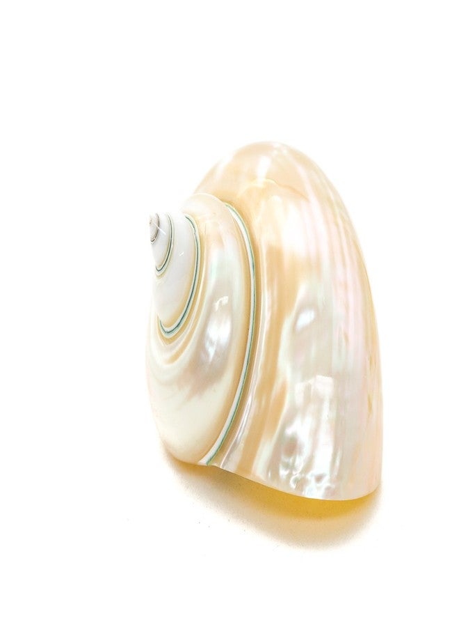 Nautical Crush Trading Hermit Crab Shells | Turbo Shells | White Pearl Jade Green Turbo Shell 3"-3.5" | Hermit Crab House for Décor | Plus Free Nautical eBook by Joseph Rains - Image 1