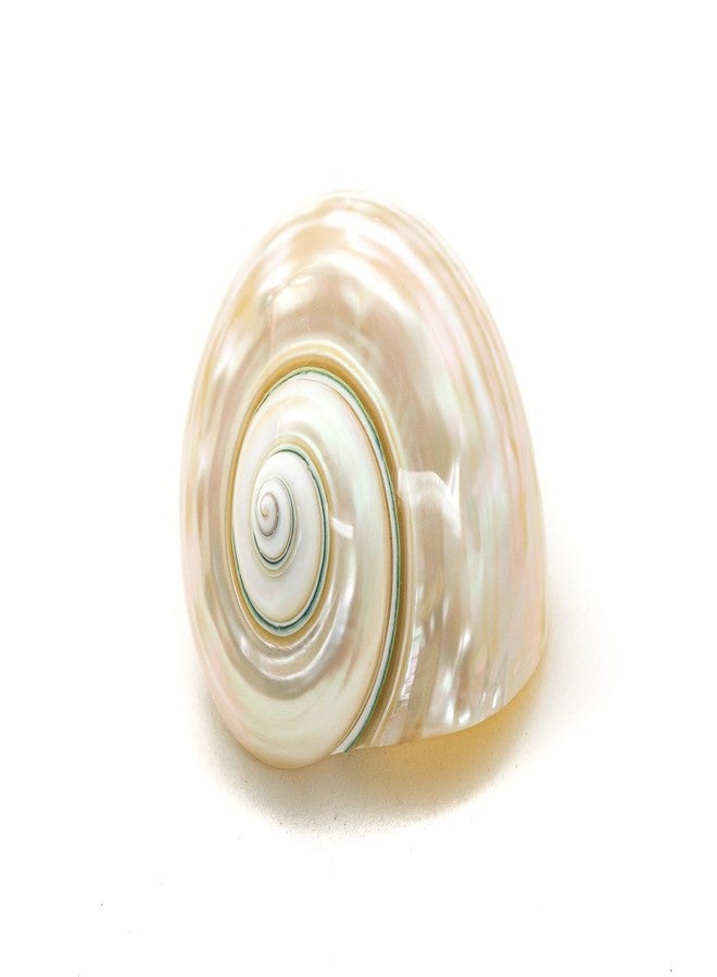Nautical Crush Trading Hermit Crab Shells | Turbo Shells | White Pearl Jade Green Turbo Shell 3"-3.5" | Hermit Crab House for Décor | Plus Free Nautical eBook by Joseph Rains - Image 2