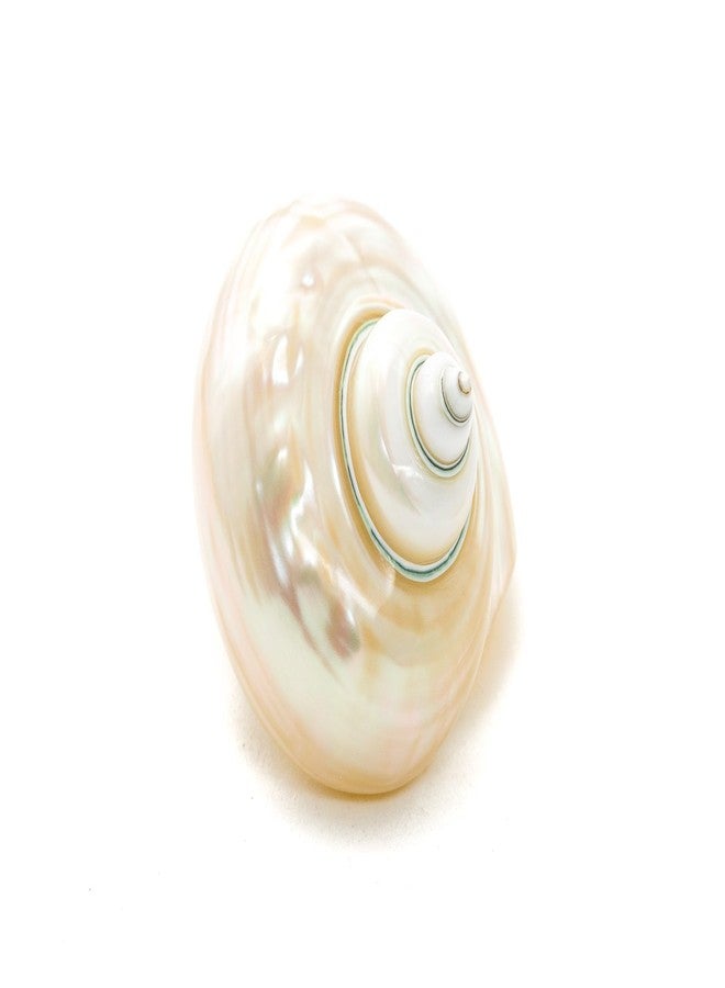 Nautical Crush Trading Hermit Crab Shells | Turbo Shells | White Pearl Jade Green Turbo Shell 3"-3.5" | Hermit Crab House for Décor | Plus Free Nautical eBook by Joseph Rains - Image 3