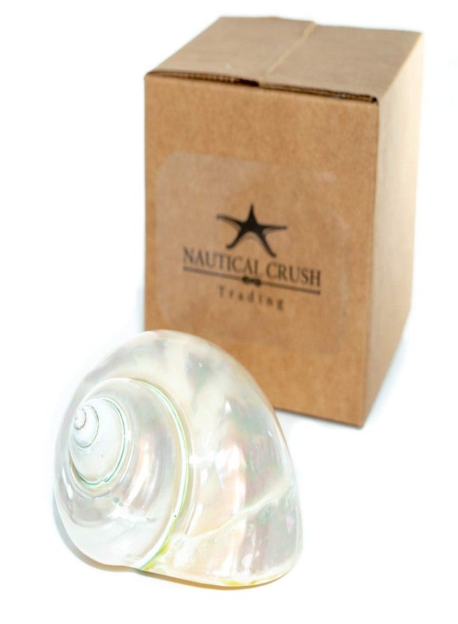 Nautical Crush Trading Hermit Crab Shells | Turbo Shells | White Pearl Jade Green Turbo Shell 3"-3.5" | Hermit Crab House for Décor | Plus Free Nautical eBook by Joseph Rains - Image 5