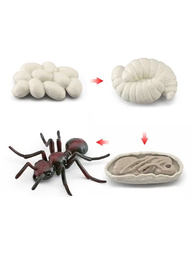 4-Piece Ant Growth Cycle Model Figure, Realistic Animal Figurines, Animal Growth Cycle Biological Model, Lifelike Ant Life Cycle Model Set for Kids Education, Learning Gifts, Party Favors  - Image 1