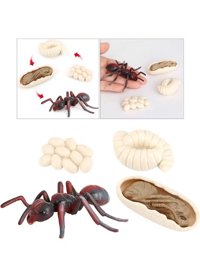 4-Piece Ant Growth Cycle Model Figure, Realistic Animal Figurines, Animal Growth Cycle Biological Model, Lifelike Ant Life Cycle Model Set for Kids Education, Learning Gifts, Party Favors  - Image 2