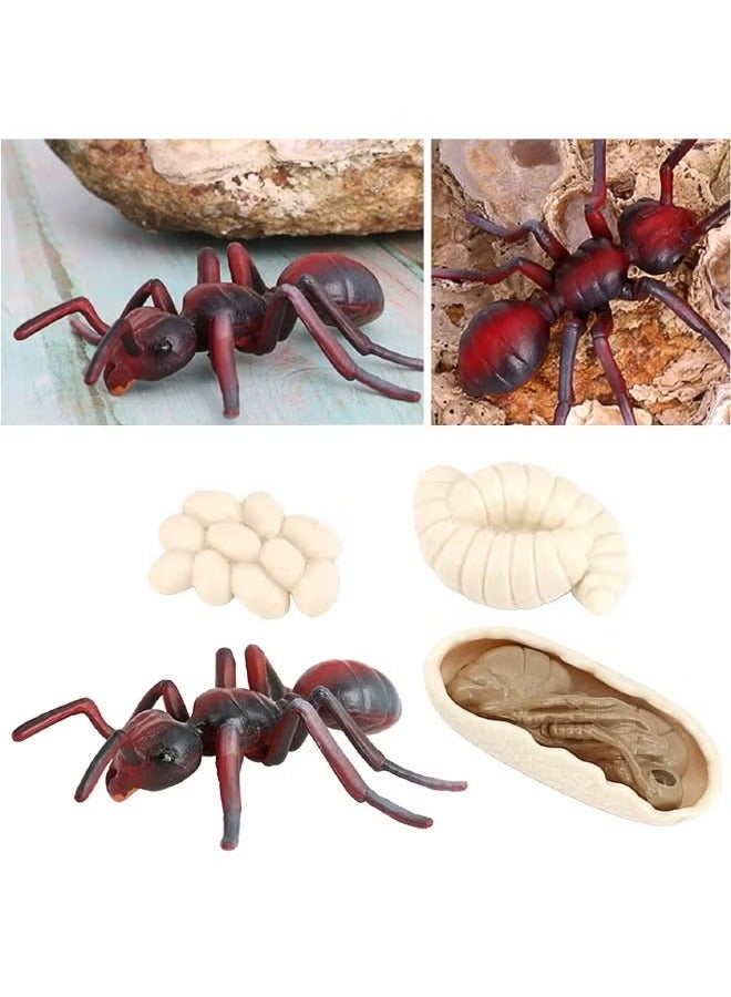 4-Piece Ant Growth Cycle Model Figure, Realistic Animal Figurines, Animal Growth Cycle Biological Model, Lifelike Ant Life Cycle Model Set for Kids Education, Learning Gifts, Party Favors  - Image 3